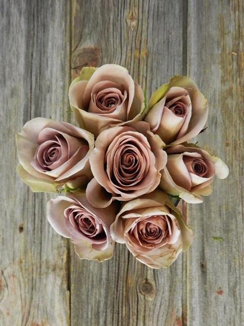 AMNESIA  LAVENDER ROSES